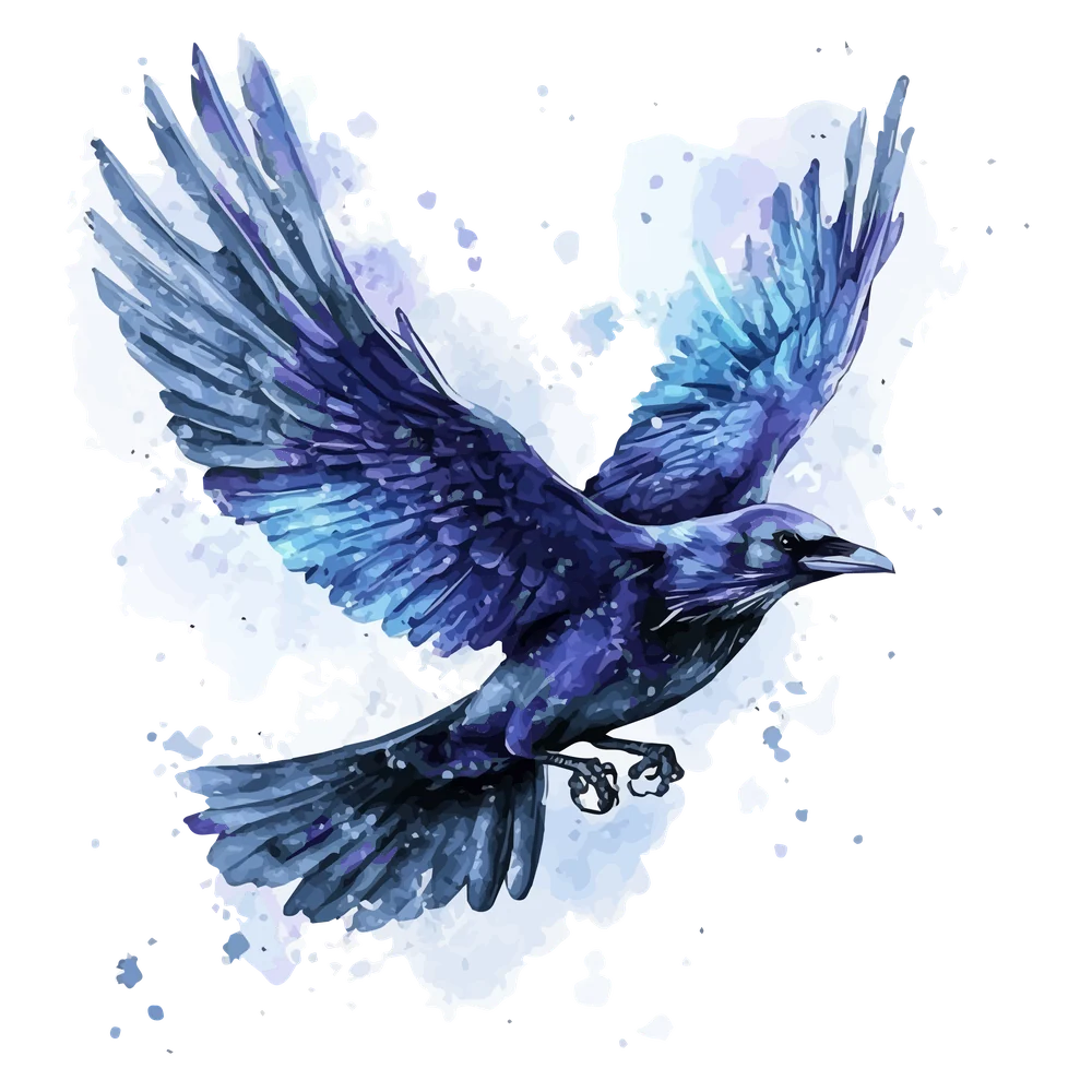 Corbeau en plein vol, aquarelle bleu nuit